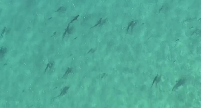 Австралийското крайбрежие остава в плен на набезите на акули При