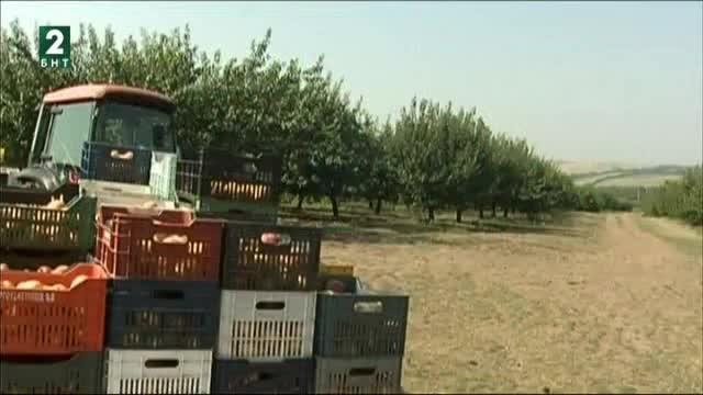 Овощарите в русенския регион срещат проблеми с реализацията на тазгодишната