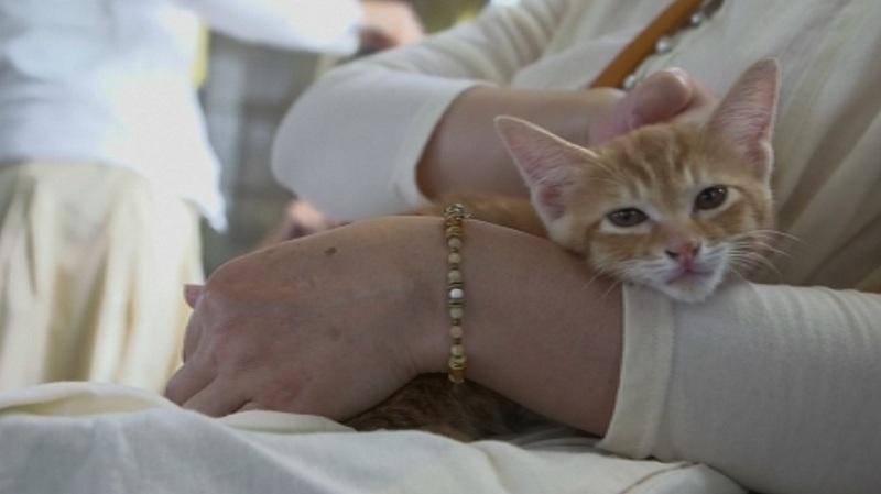 Необичайна компания имат пътниците на влак в Япония Близо 30