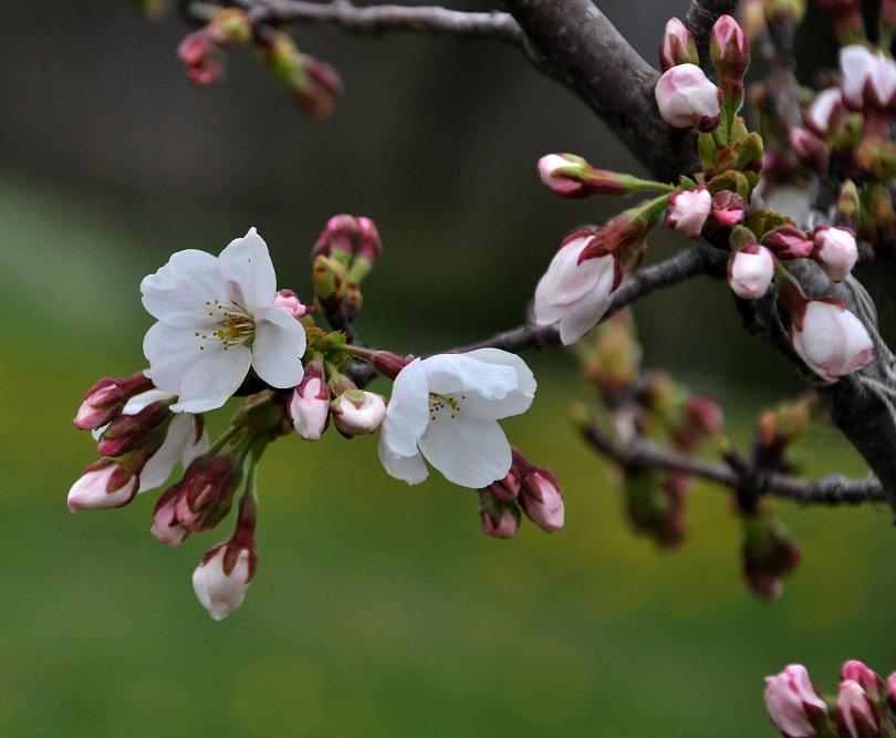 Една пета от българите празнуват имен ден днес според статистиката