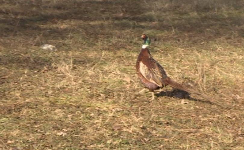 120 ученици пуснаха на свобода 120 фазана в Ловния парк