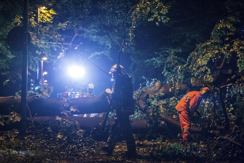  Бурята в Германия повали десетки дървета 