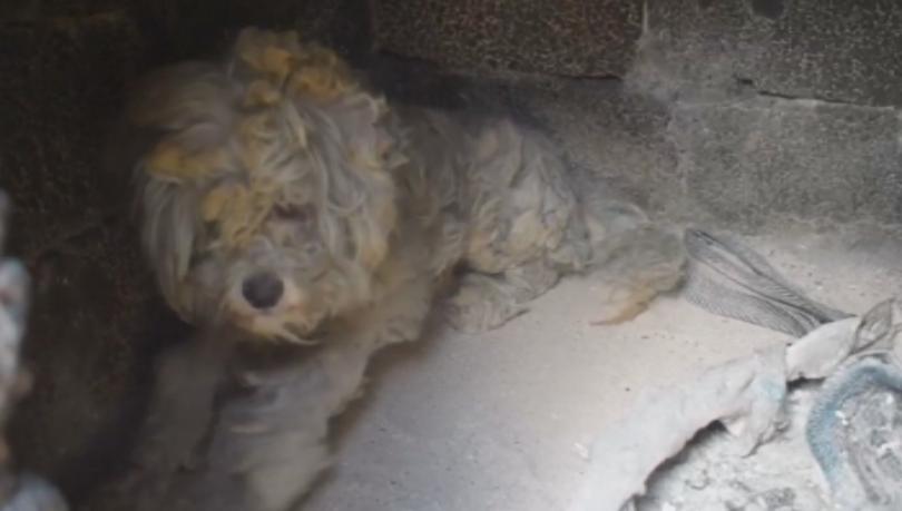 На гръцкия остров Закинтос снощи е избухнал горски пожар Стихията