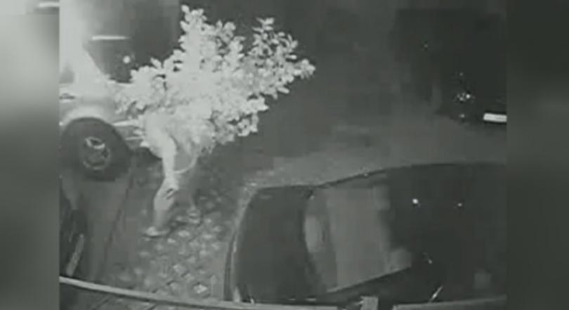 Двама мъже отмъкнаха лимоново дърво от двора на кооперация в