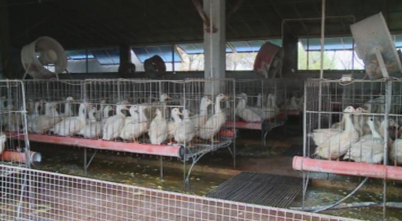 Стопани които отглеждат патици излизат на протест в понеделник пред