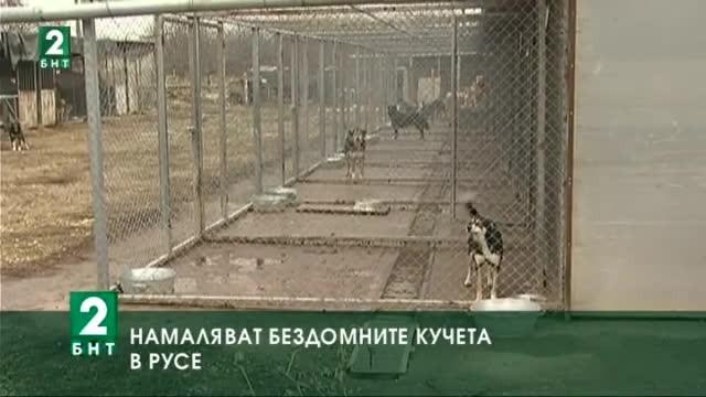 Намаляват бездомните кучета в Русе В общинския приют за безстопанствени