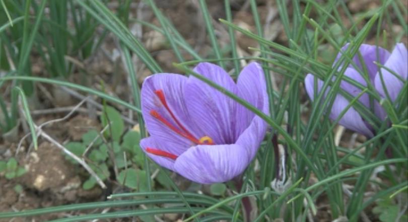 Приключи беритбата на шафран в харманлийското село Славяново Там на