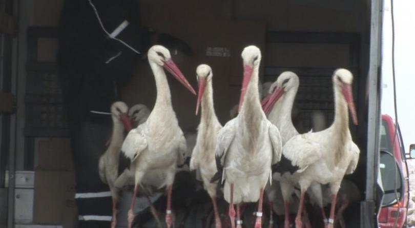 На свобода бяха пуснати бедстващите щъркели приютени от кметската администрация