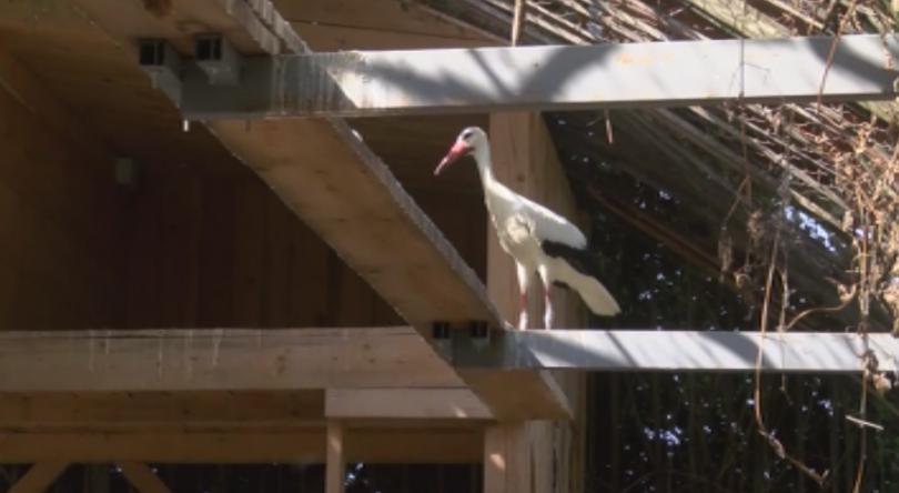 15 бели щъркела бяха излекувани в центъра Зелени Балкани в