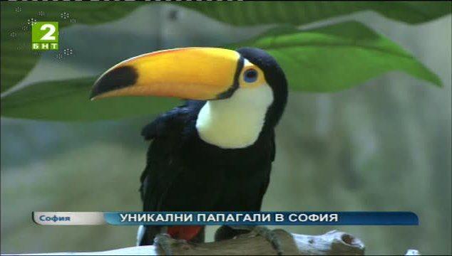 Уникални папагали в София