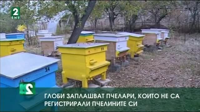 Глоби заплашват стопани, които не са регистрирали пчелните си семейства