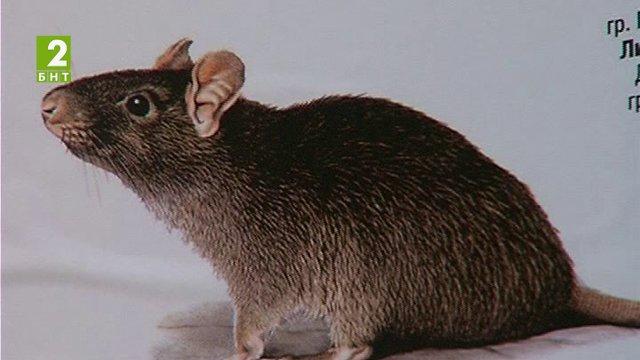 Обработват деретата и шахтите срещу гризачи