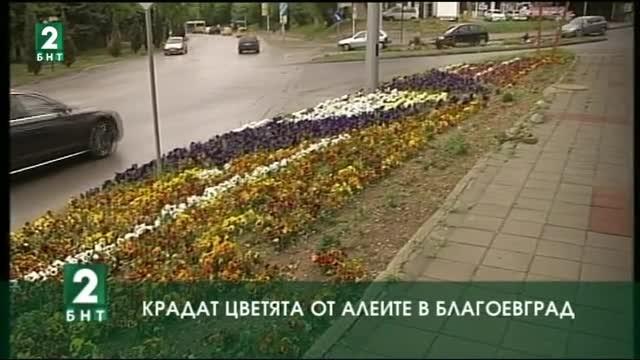 Цветята от алеите в Благоевград  се крадат
