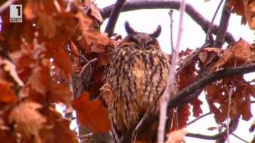 Зелена светлина: Къде зимуват совите? - 23 февруари 2015г.
