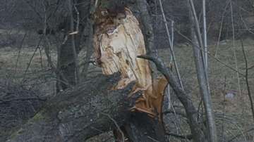 След снега ...