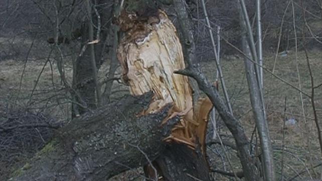 След снега ...