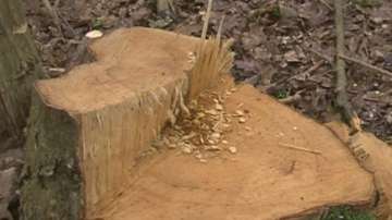 Има ли незаконна сеч в Долище