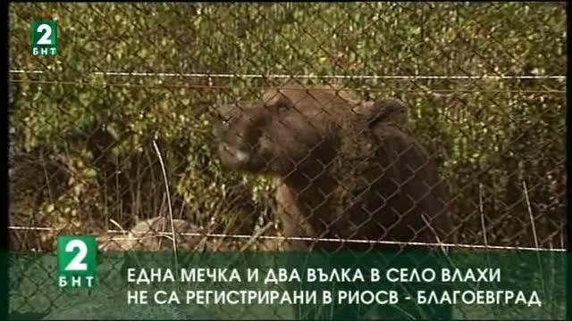 Една мечка и два вълка в село Влахи не са регистрирани в РИОСВ - Благоевград
