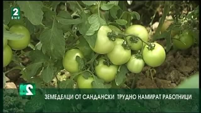 Земеделци от Сандански трудно намират работници