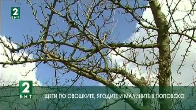 Щети по овошките, ягодите и малините в Поповско