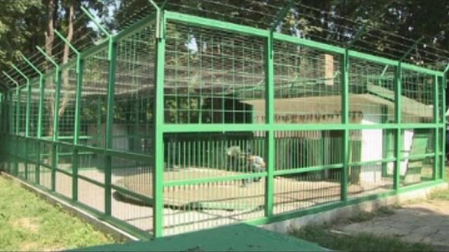  Нови, по-големи клетки за лъвовете в Разград