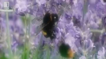 Зелена светлина: Магистрала за пчели - 27 май