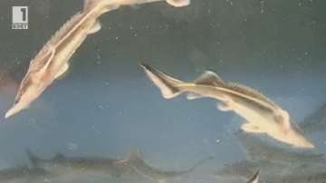 Възстановяват популациите на есетрови риби в Дунава