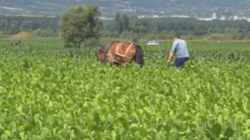 Болест по тютюна в района на Гоце Делчев