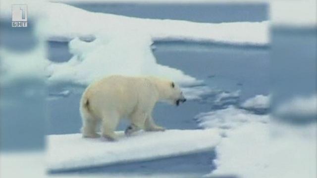 Зелена светлина: Животът на една бяла мечка