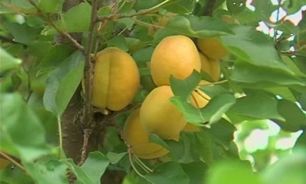 Българските кайсии - в Румъния, гръцките - в България...