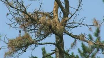 Резките смени в температурите унищожават иглолистни гори