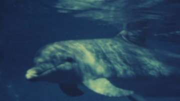 Увеличават се случаите на насилствено умъртвени делфини в Бургаско