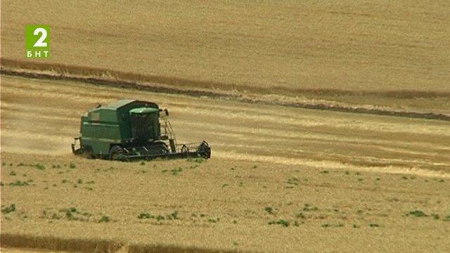 По-малко слънчоглед и царевица във Варненско