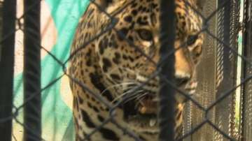 Човешко безхаберие уби ягуара Алонсо