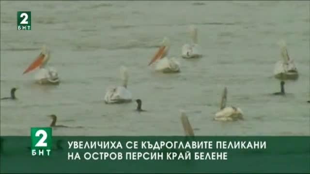 Повече къдроглави пеликани в природен парк Персин