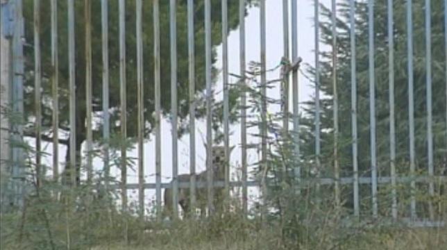 Още търсят вълчицата от Благоевградския зоопарк
