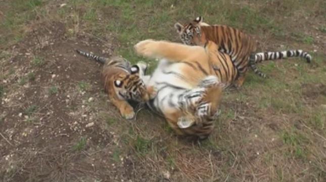 Популацията на диви животни е спаднала драстично