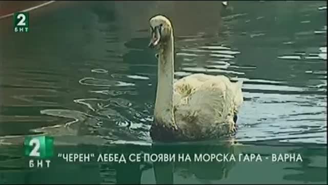 “Чeрен” лебед се появи на Морска гара - Варна