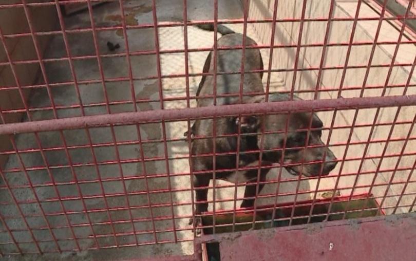 Три години близо 40 питбула тренирани за кучешки боеве се