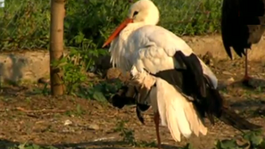 Зелена светлина: Щъркел на име Зелчо