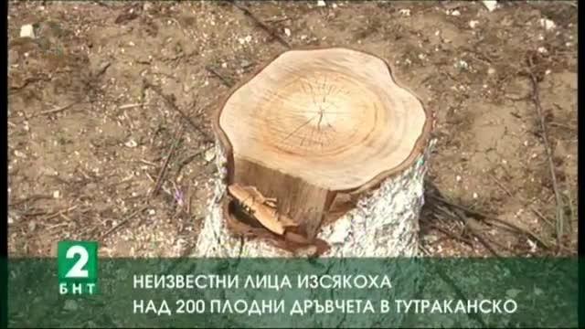 Овощари от Тутраканско се оплакват от незаконна сеч на плодни дръвчета
