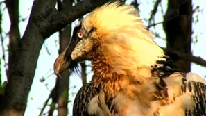 Зелена светлина: Завръщането на лешоядите в България