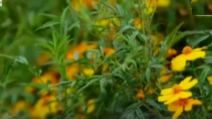 Зелена светлина: Кои са градинарите-партизани