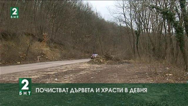 Почистват дървета и храсти в Девня