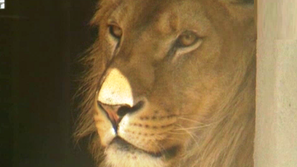 Зелена светлина: Български лъв надвива балкански предразсъдъци