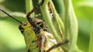 Зелена светлина на фокус: Насекоми срещу глада