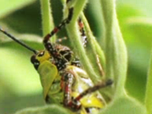 Зелена светлина на фокус: Насекоми срещу глада