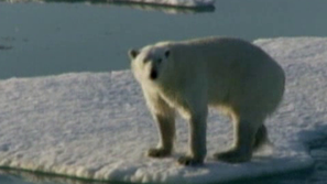 Зелена светлина: Търси се съгледвач на мечки