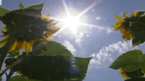 Зелена светлина на фокус: За пчелите и хората