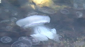 Зелена светлина: Медузи в менюто